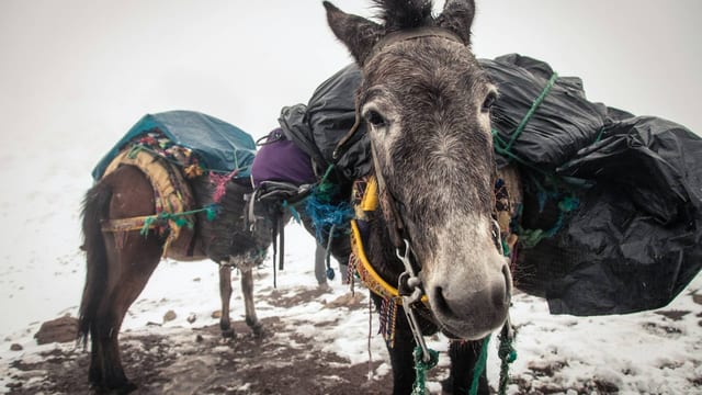 4-Day Winter Trek to Toubkal and Ouanoukrim Peaks