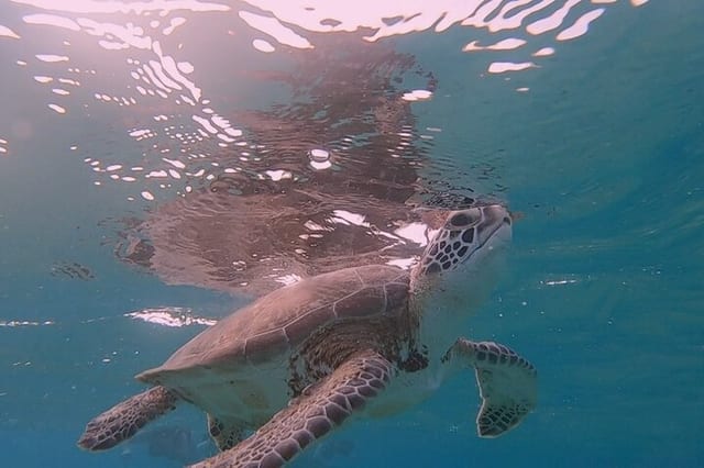 Flamingo and Turtle Snorkel Tour in Bonaire