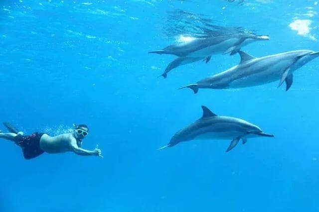 Dolphin House Snorkeling Cruise with Lunch in Hurghada