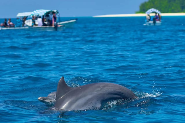 Dolphin Boat Trip in Kizimkazi
