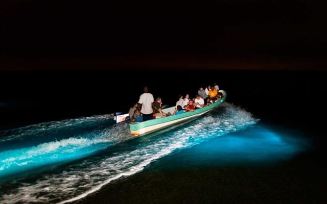 Night Bioluminescence Tour in Belize