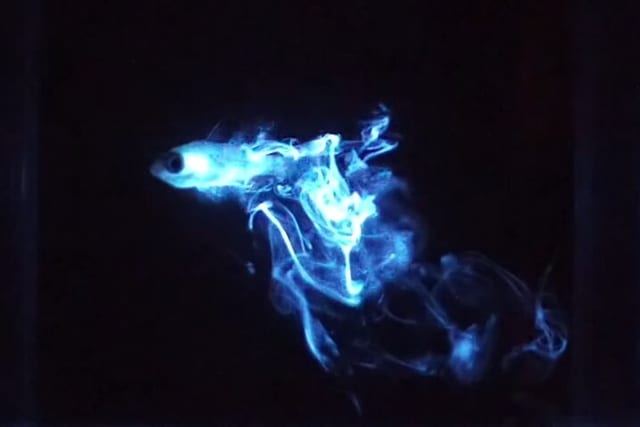 Bioluminescent Night Dive in Bonaire