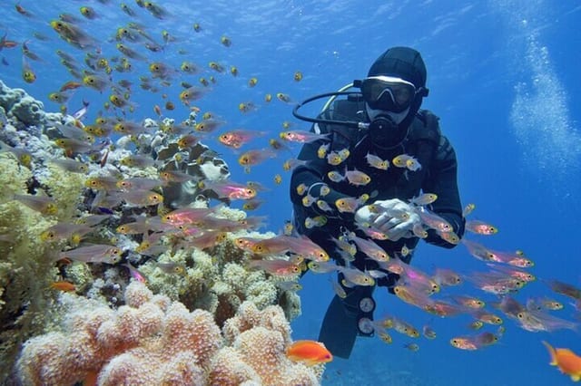 Coral Garden Two Dive Boat Trip in Marsa Alam
