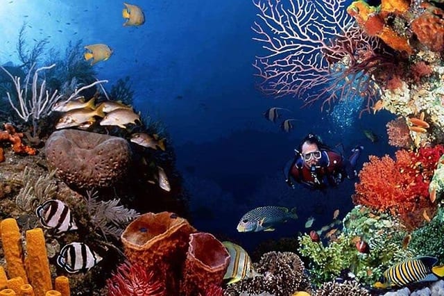 Ras Mohamed and White Island Diving in Sharm El Sheikh