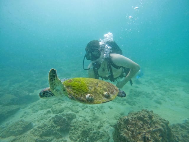 Try Scuba Diving Experience in Fujairah