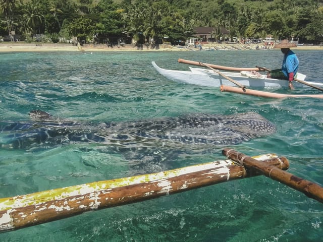 Oslob Whale Shark and Tumalog Falls – Shared Tour