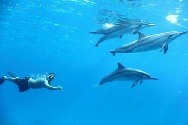 Swim with Dolphins: Sea Trip Adventure with Lunch in Marsa Alam