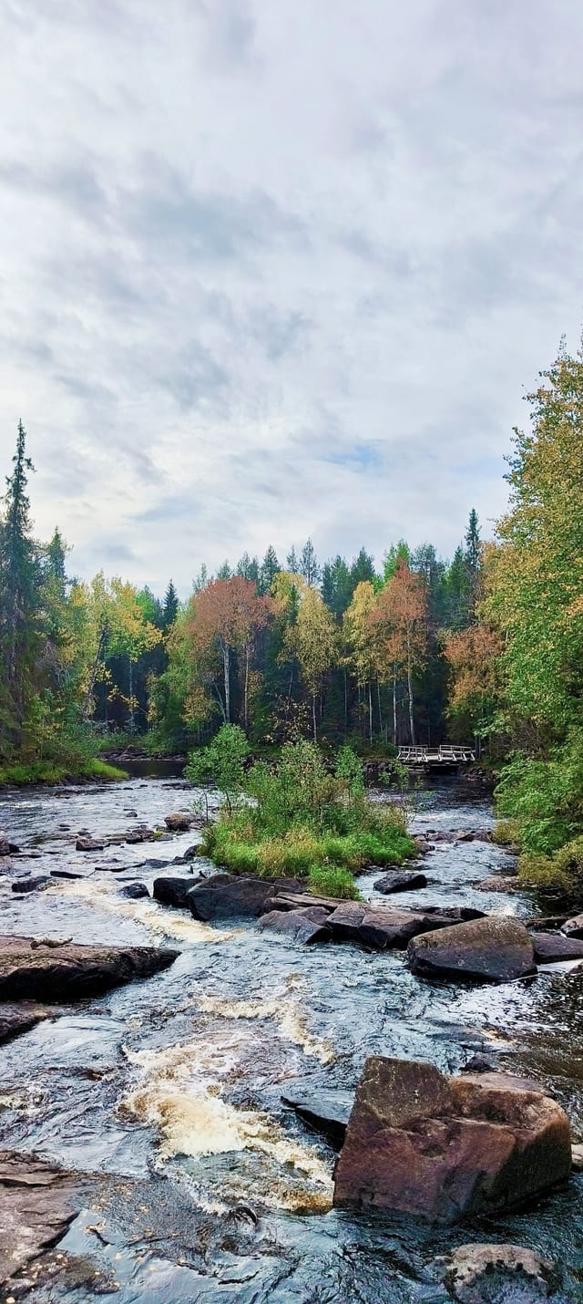 Wild Berry Picking and Campfire Pancakes in Lapland