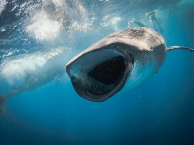 Whale Shark Encounter in Isla Mujeres