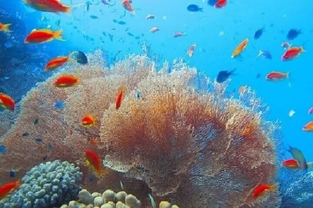 Coral Garden: Full Day Snorkelling Trip with Lunch in Marsa Alam