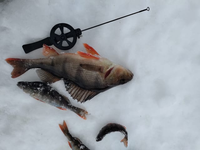 Ice Fishing in Rovaniemi
