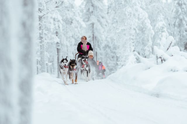 Husky Adventure to Santa’s Hidden Cabin in Rovaniemi, Lapland