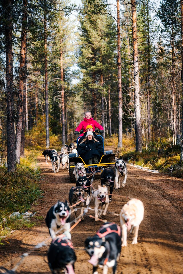 Self-Drive Husky Sled Adventure in Levi