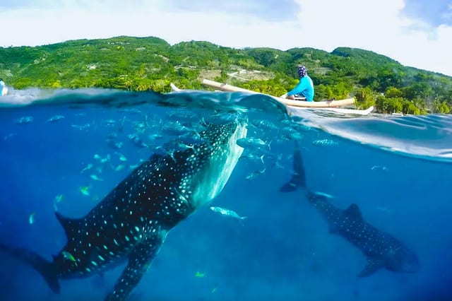 Oslob Whale Shark and Tumalog Falls Day Tour