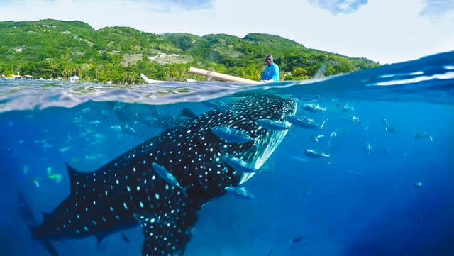 Oslob Whale Shark and Aguinid Falls Day Tour