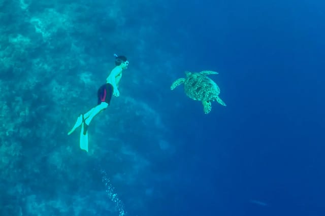 Moalboal Sardine Run and Kawasan Falls Day Tour
