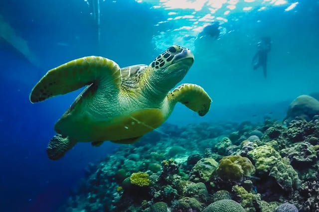 Moalboal Island Hopping and Badian Canyoneering Combo