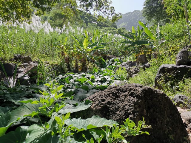 Gongon Valley Scenic Hike in Serra Malagueta