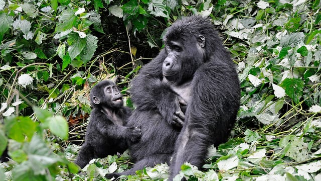 Gorilla Trekking in Volcanoes National Park
