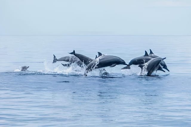Private Dolphin Watching and Snorkelling in Panglao