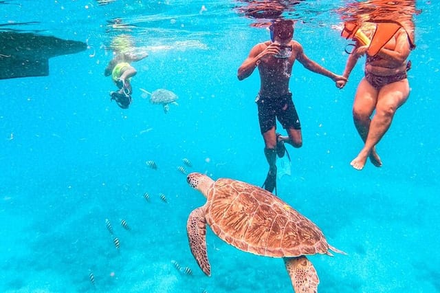 Morning Sea Turtle Snorkel in Sao Vicente