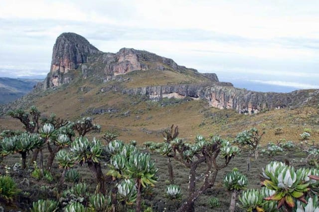 Mountaineering Climb on Mount Elgon Sasa Trail