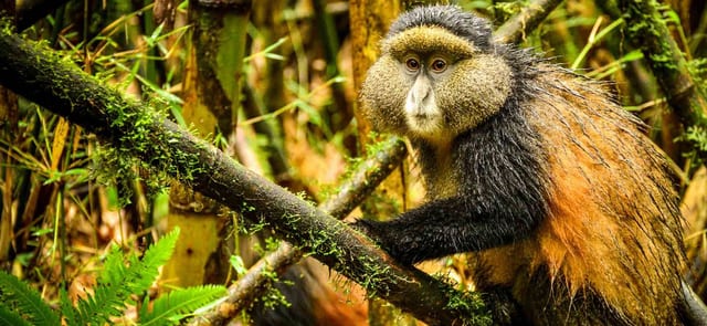 Hiking Safari in Kisoro and Mgahinga