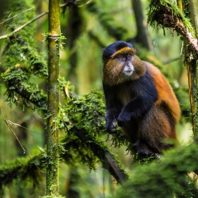 6-Day Primate Trekking Safari in Rwanda
