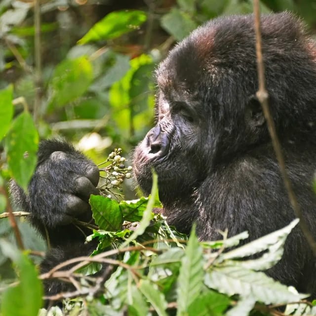 12 Day Mid Range Gorilla Safari in Uganda
