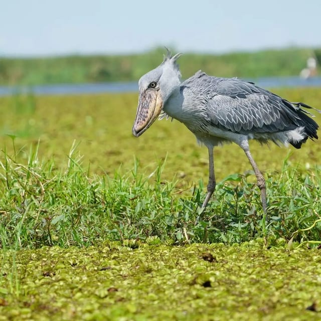 8 Day Birding Safari in Uganda