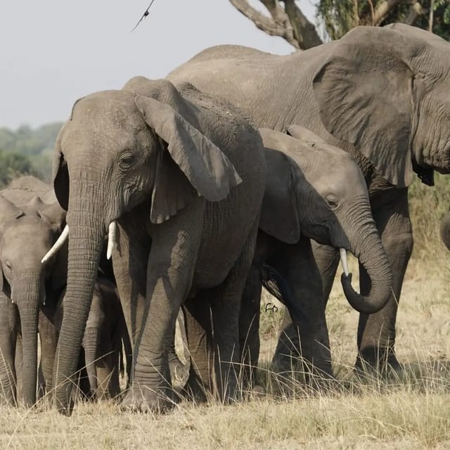 6 Day Great Zambezi Canoe Safari in Zambia