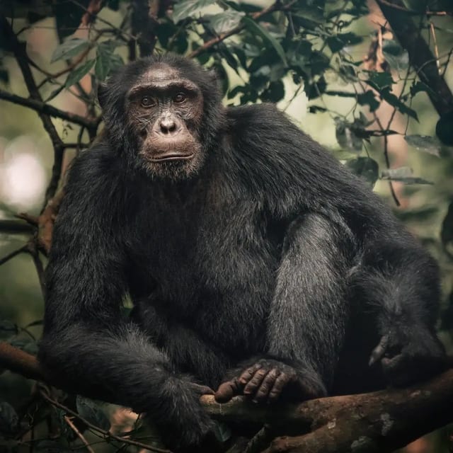 7 Day Gorilla and Chimp Safari in Uganda
