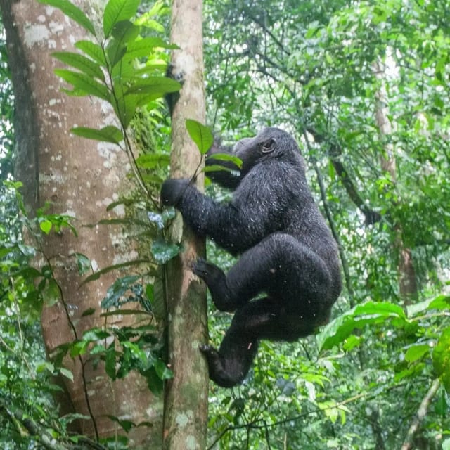 10 Day Primates and Wildlife Safari in Uganda