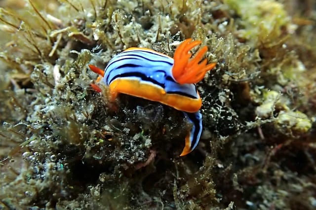 Mange Reef Snorkel and Picnic at Bwejuu Island