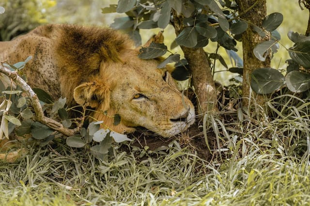Mikumi Day Trip from Zanzibar – Flight, Lunch & Transfers Included