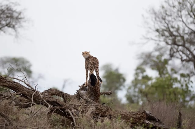 5 Day Kidepo Valley Safari in Uganda