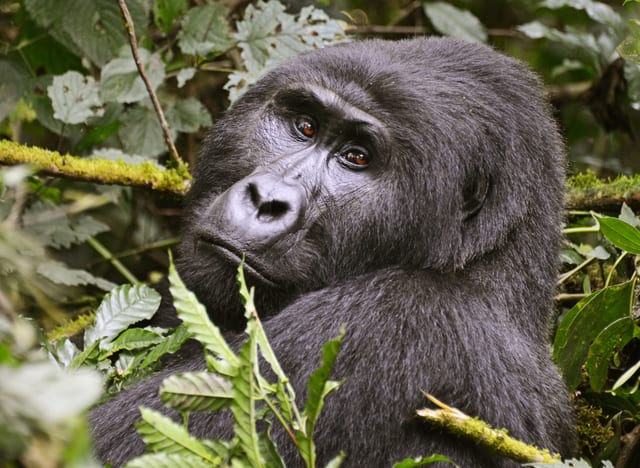 Hiking Gorilla Trek in Bwindi Impenetrable Forest