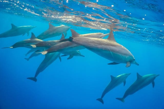 Dolphin Snorkelling at Mnemba Island in Zanzibar