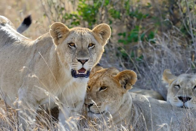 13 Day Gorilla and Wildlife Safari in Uganda