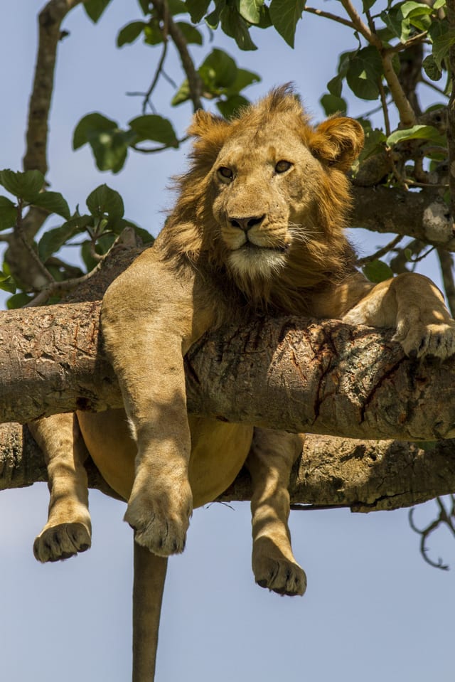 Hiking Safari in Queen Elizabeth National Park