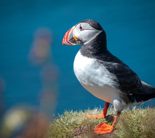 21st-27th July 7-Day Sailing Trip – Puffin & Dolphin Spotting around Mull, Staffa