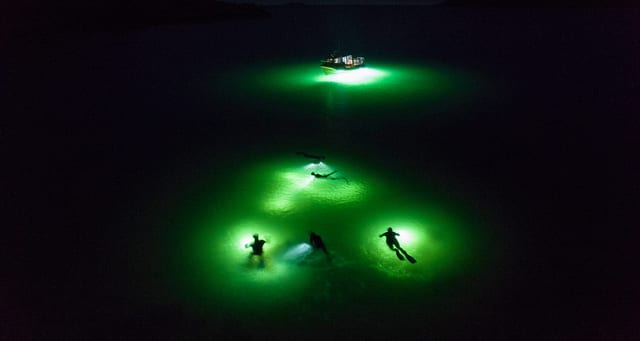 Night Snorkelling – The North Argyll Snorkel Trail
