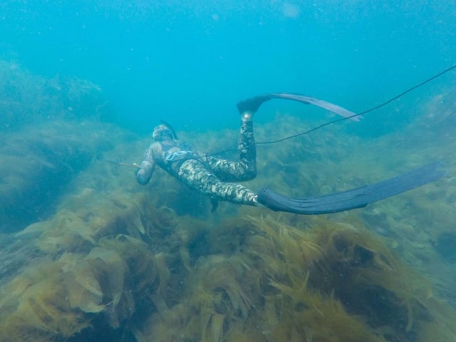 Guided Spearfishing, listing photo