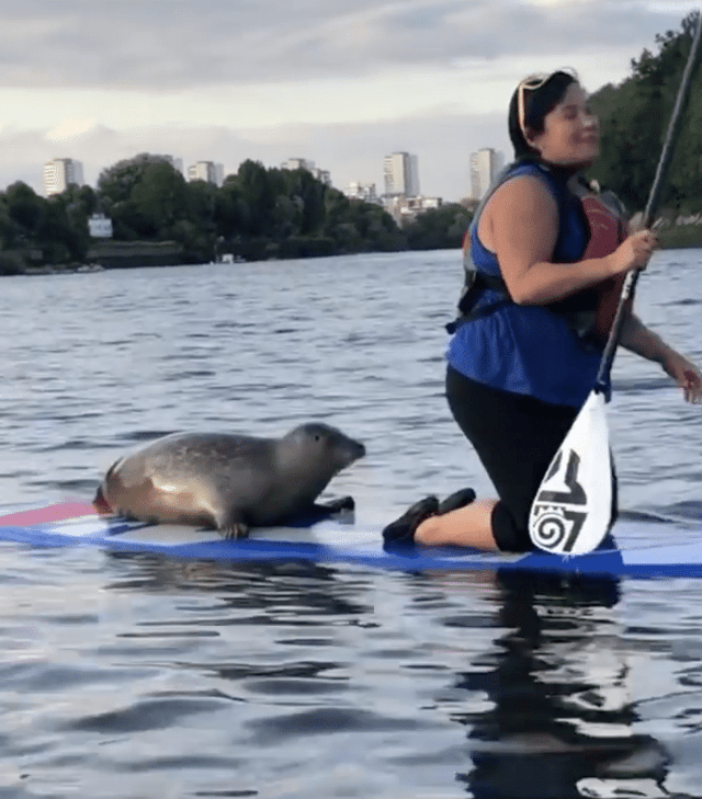 Thames Natural History Paddleboarding (SUP) Tour, listing photo