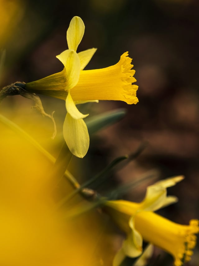 ‘Wordsworth’s Daffodils’ Guided Wild Swim in Ullswater, listing photo