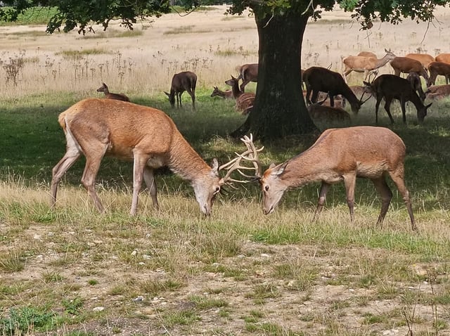 Navigation for Beginners in Richmond Park, listing photo
