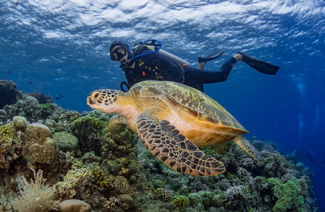 PADI Divemaster Course in Sulawesi, listing photo