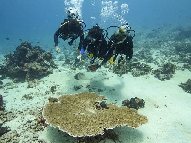 Ocean Gardener – Discover Coral Diving in Sulawesi, listing photo