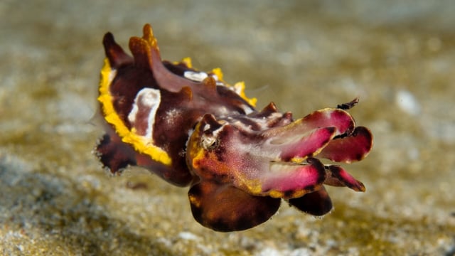 PADI Digital Underwater Photography Course in Sulawesi, listing photo