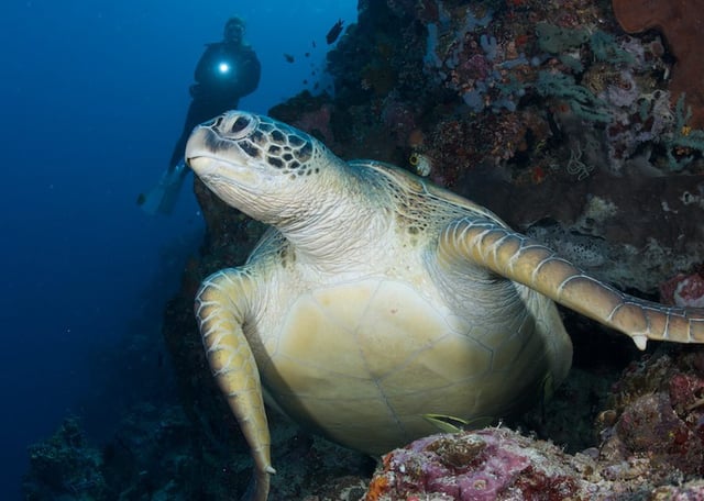 PADI Open Water Course – Learn to Dive in Sulawesi, listing photo